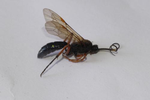Diphyus quadripunctorius